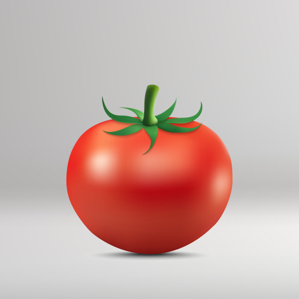 扁平番茄插画