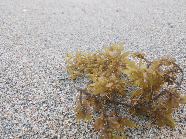 纯天然海藻