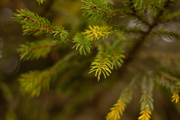 仙人掌 针叶植物