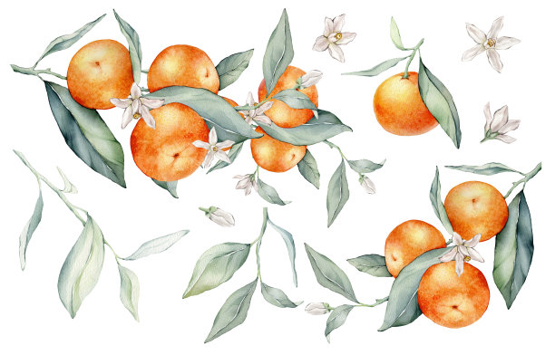橙子树插画