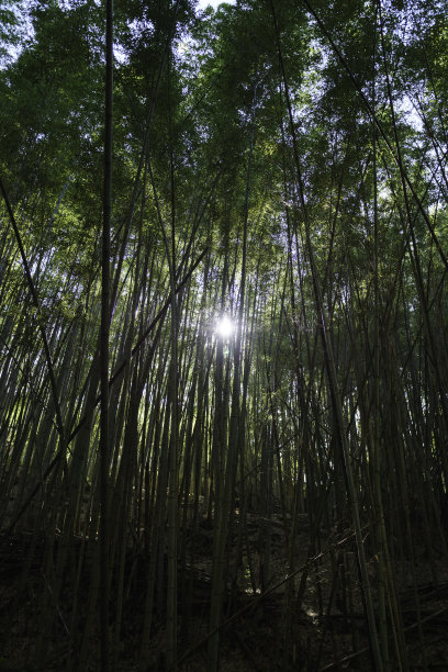 绿竹林竹子图库