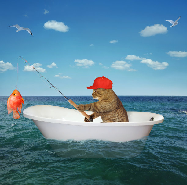 猫和鱼的旅行