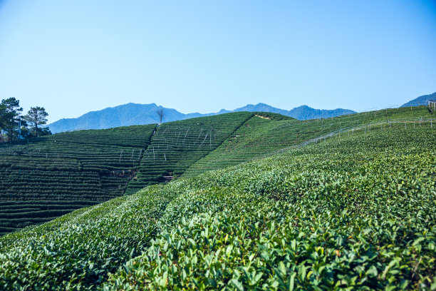 红酒 茶叶