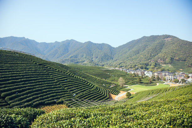 红酒 茶叶