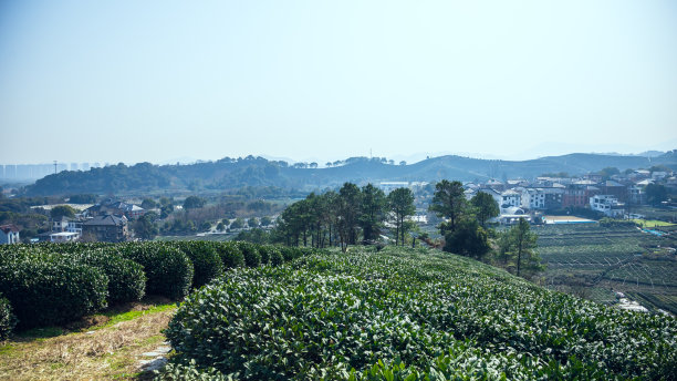 红酒 茶叶