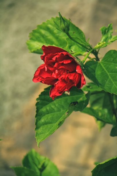 红玫瑰花月季花图片