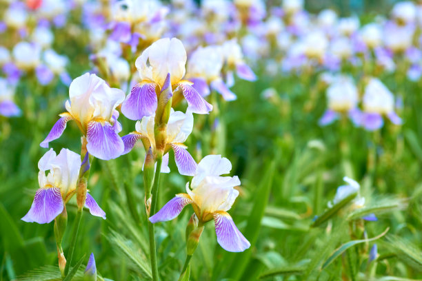 美容花粉