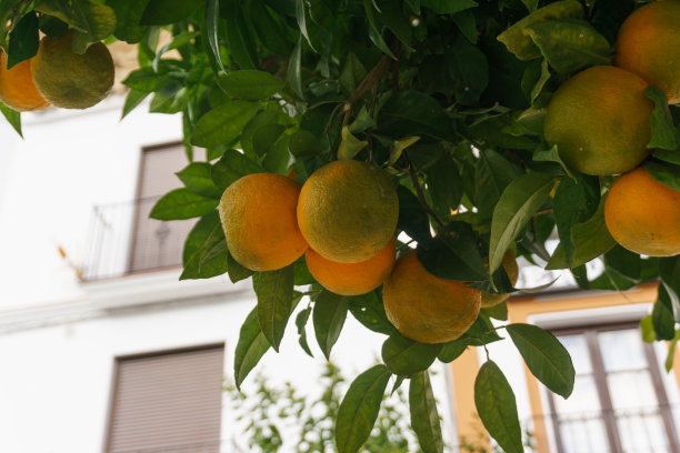 橙子,柑橘种植,果园
