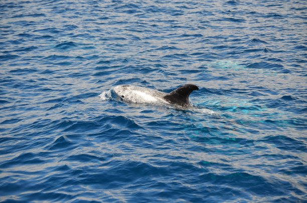 大西洋白脊豚,鲸,海豚