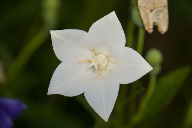 紫叶星星花