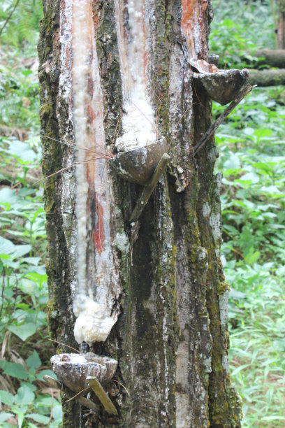 松树叶子水珠