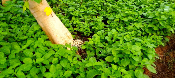 非都市风光,影棚拍摄,季节