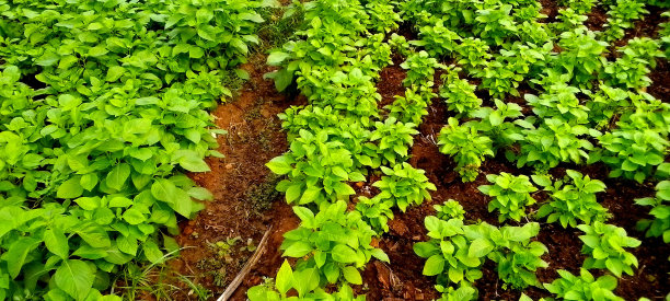 非都市风光,影棚拍摄,季节