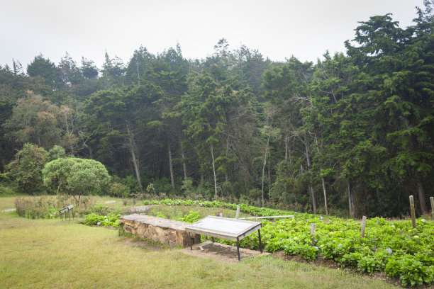 雨叶林