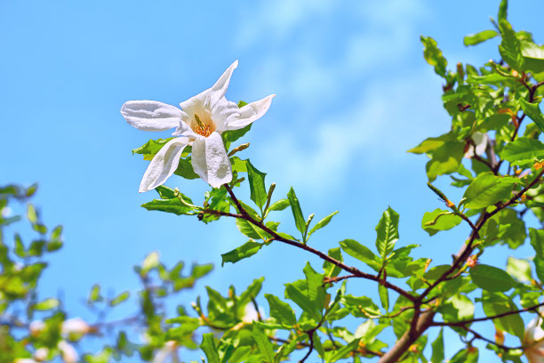 美容花粉