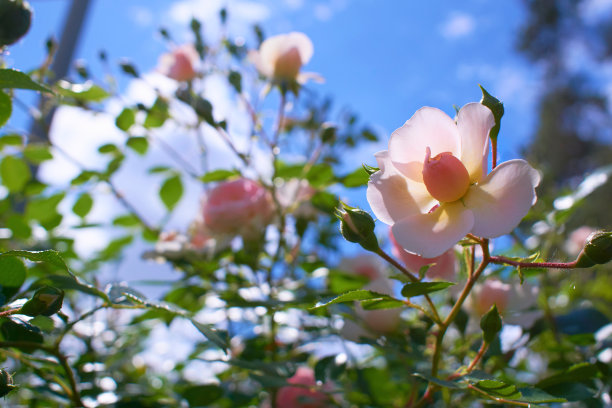 夏日清新彩妆香水