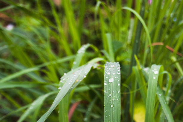 雨水诗意