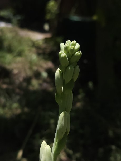 玫瑰茄树