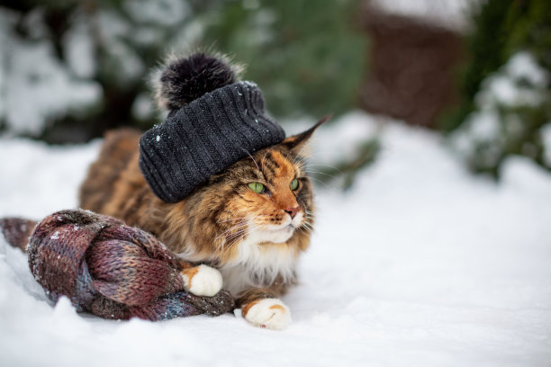 雪中的缅因猫