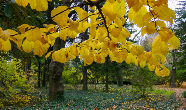 金黄樱花树叶