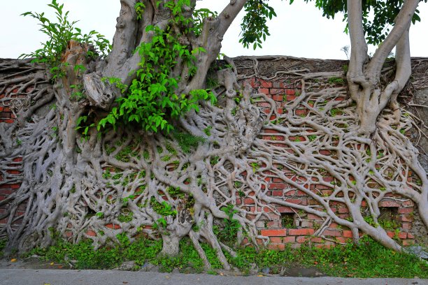树根砖墙
