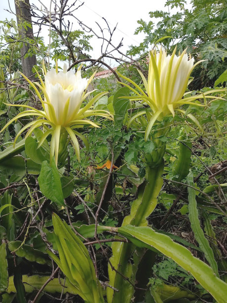 热带花卉象牙球