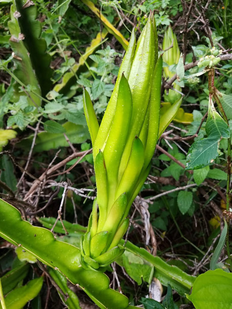 热带花卉象牙球