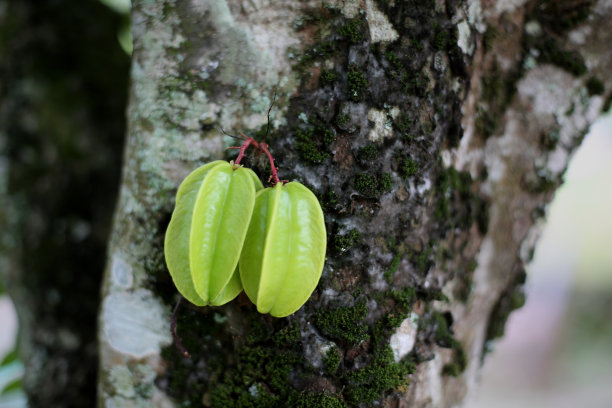 杨桃种植地