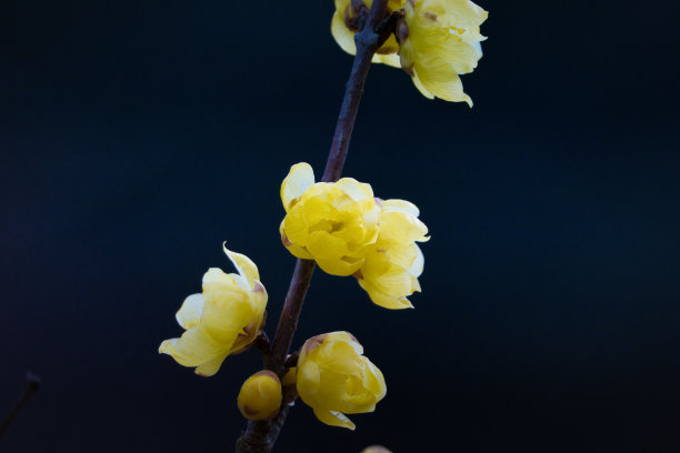 春节景观小品