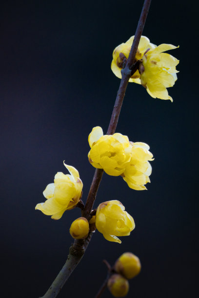 春节景观小品