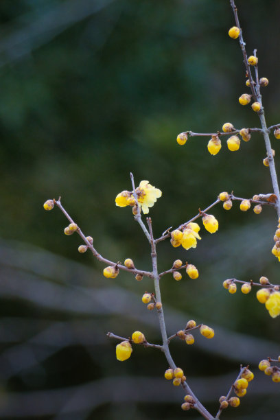 春节景观