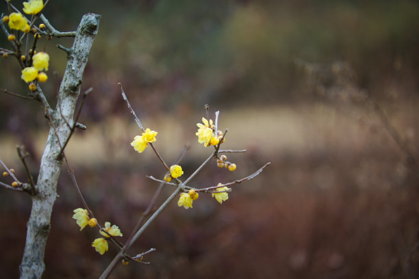 春节景观