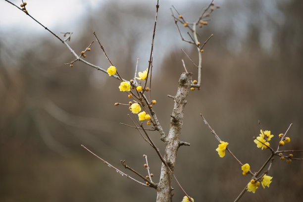 春节景观