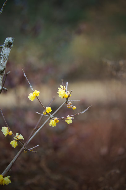 春节景观