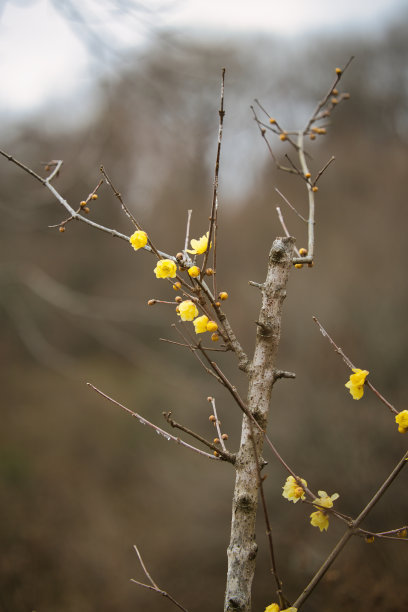 春节景观