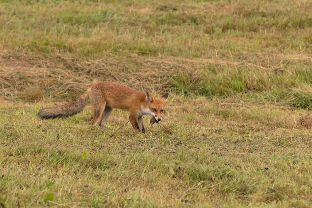 草原上的狐狸