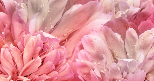 粉色滴水牡丹花摄影图片