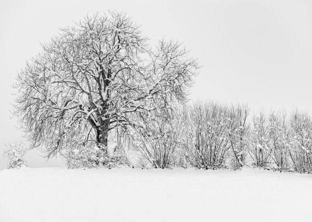 梨花落雪