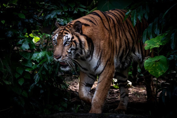 濒危物种,东南亚半岛,野生动物