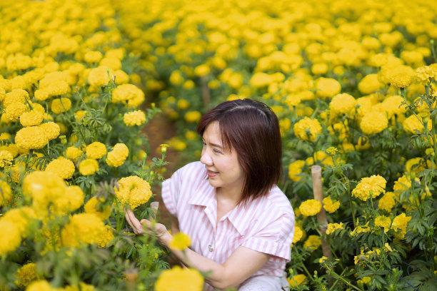 重阳赏菊