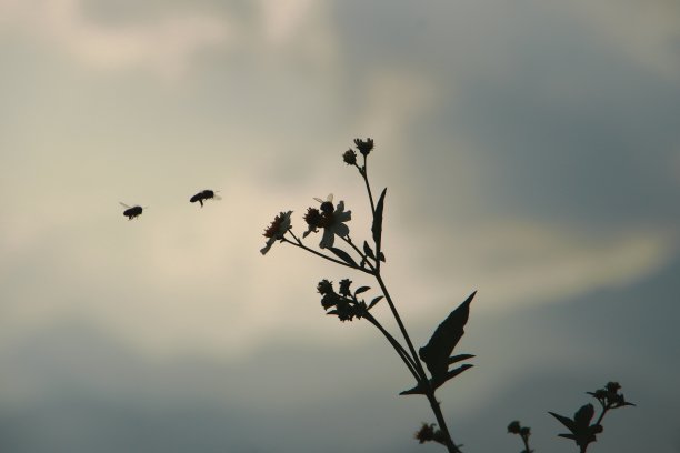 蜜蜂动物剪影