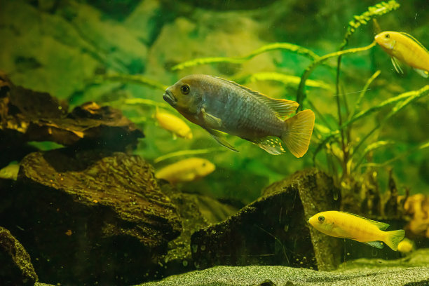 水生生物多样性背景