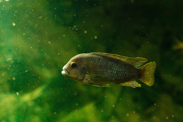 水生生物多样性背景