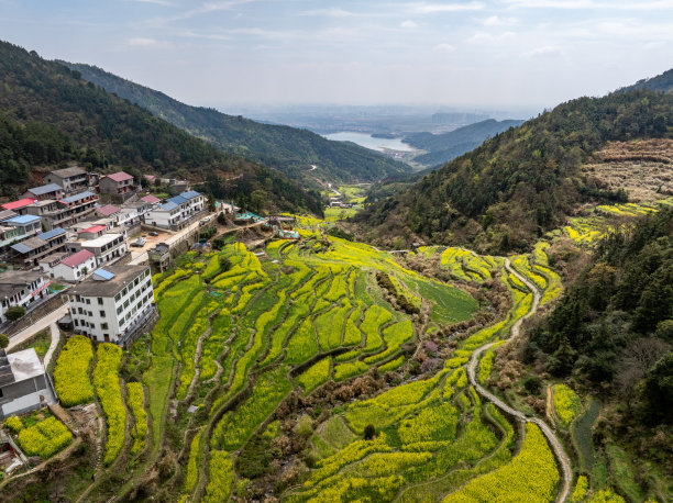 春天乡村旅游油菜花风景油菜花田