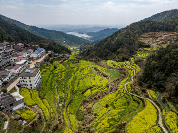 春天乡村旅游油菜花风景油菜花田