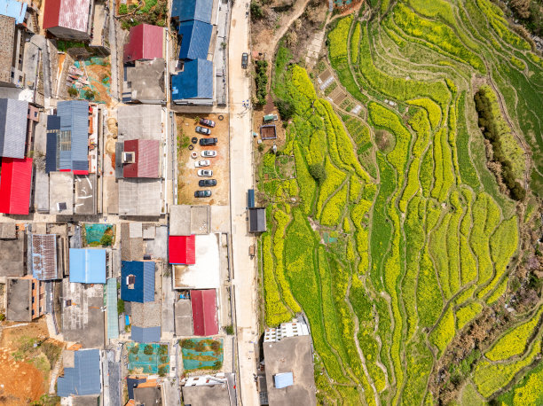 春天乡村旅游油菜花风景油菜花田