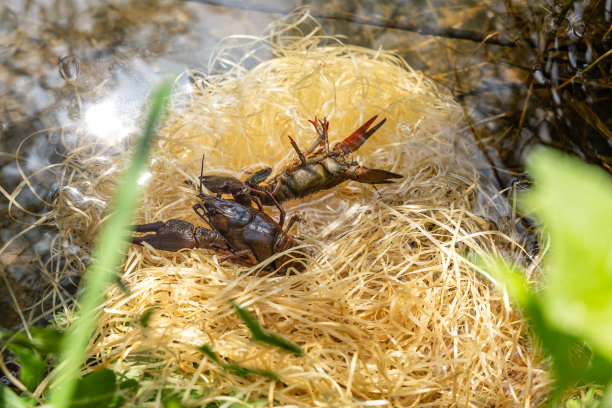 蟹池