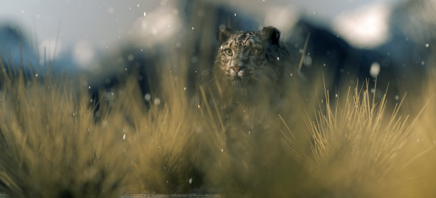 雪豹动物图片