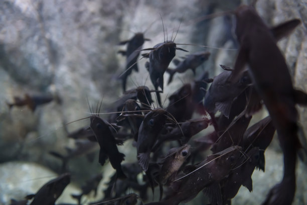 水族馆门票