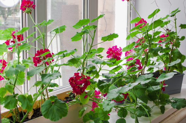 窗台摆设植物